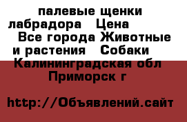 палевые щенки лабрадора › Цена ­ 30 000 - Все города Животные и растения » Собаки   . Калининградская обл.,Приморск г.